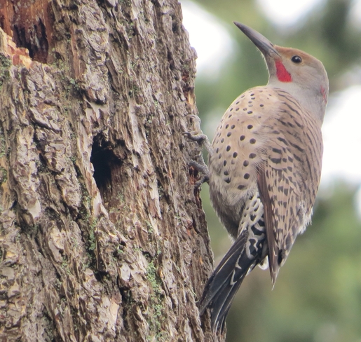 Northern Flicker Man Cave New Westminster, British Columbia Canada