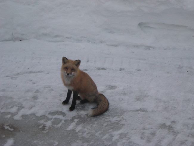 Fox Miramichi, New Brunswick Canada