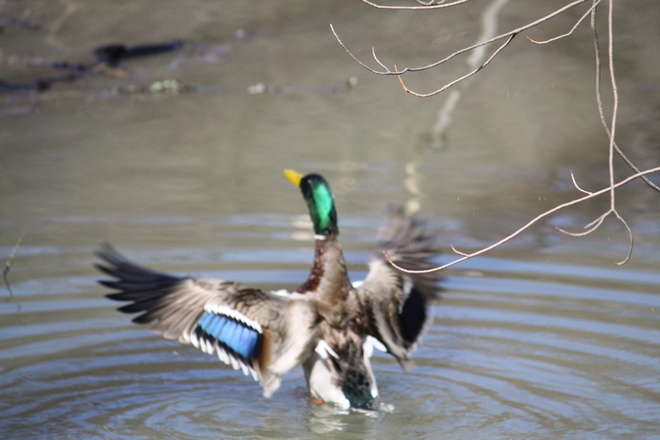 Mallard Duck Downsview, Ontario Canada