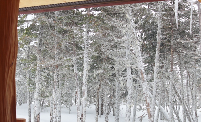 Snow Covered Trees Bauline, Newfoundland and Labrador Canada