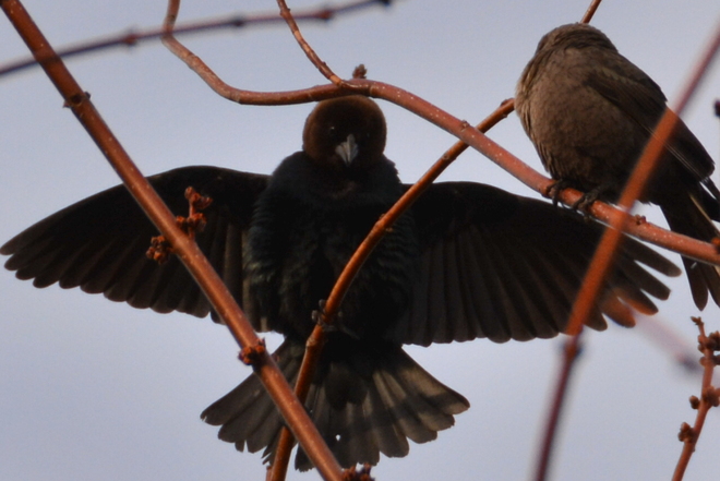 Brown-Headed Cowbird Delhi, Ontario Canada