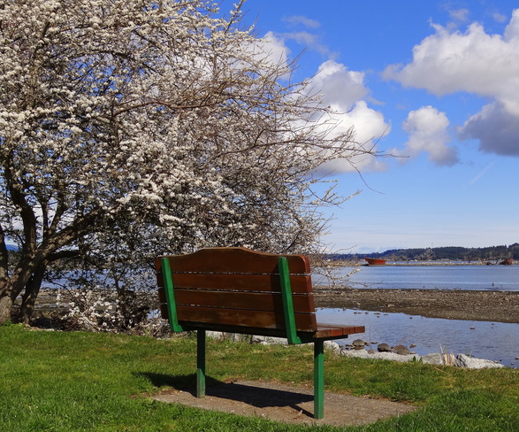 Sit here and feel the Spring! Royston, British Columbia Canada