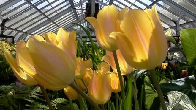 A breeze of yellow tulips! Montréal, Quebec Canada