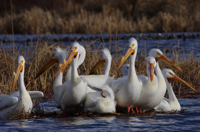 Incredible pelicans at Scout Island Williams Lake, British Columbia Canada