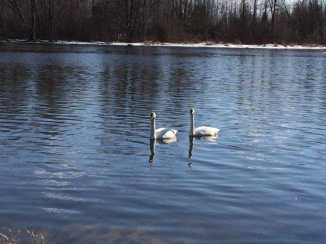 Swans in Port Elmsley Perth, Ontario Canada