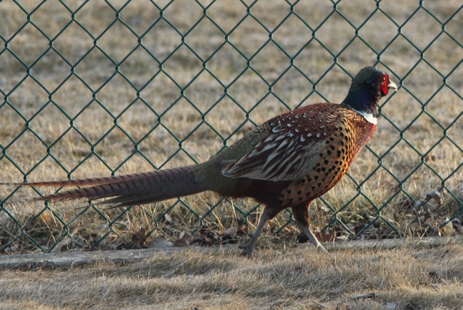 Ringneck Pheasant in our yard. Coaldale, Alberta Canada