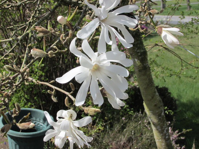 star magnolia Surrey, British Columbia Canada