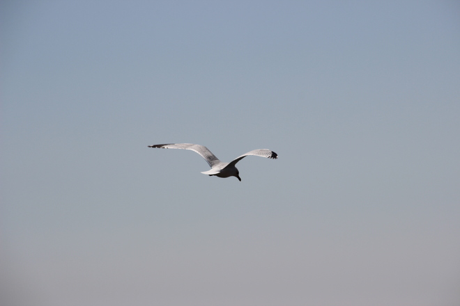 Seagull. Toronto, Ontario Canada