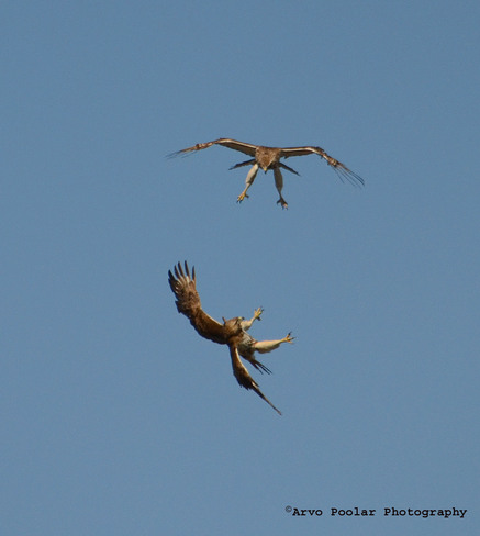Red tailed hawk courtship Scarborough, Ontario Canada