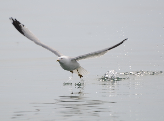 Seagull Whitby, Ontario Canada