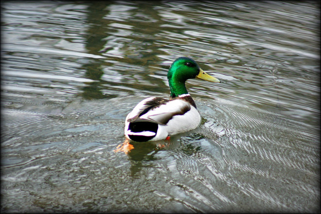 Duck going for a swim. Kingston, Ontario Canada