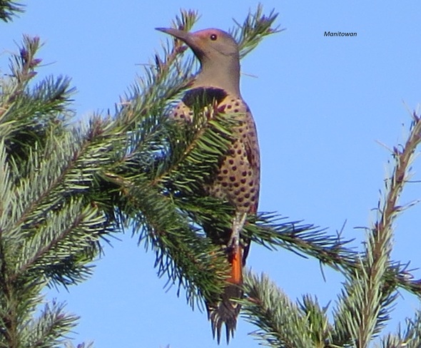 Northern Flicker Woodpeckers Perch Campbell River, British Columbia Canada