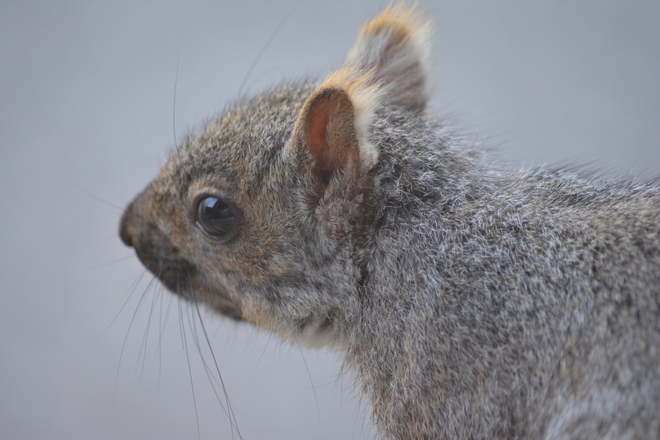 Gray Squirrel! St. Catharines, Ontario Canada