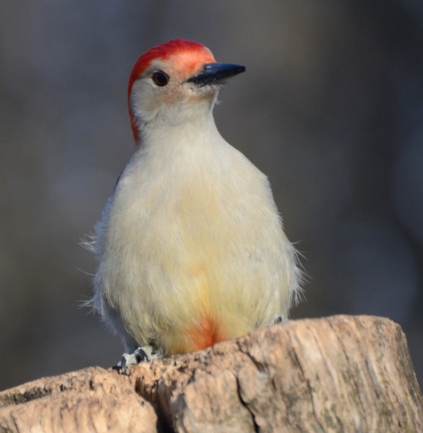 Woodpecker Whitby, Ontario Canada