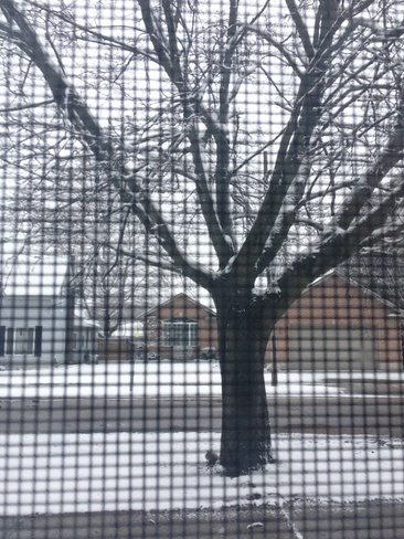 snowy day Norwich, Ontario Canada