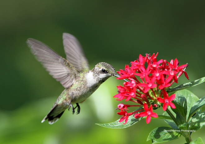 Hummingbird on the fly 