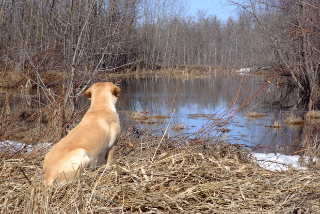 Checking Out The Pond Leduc, Alberta Canada