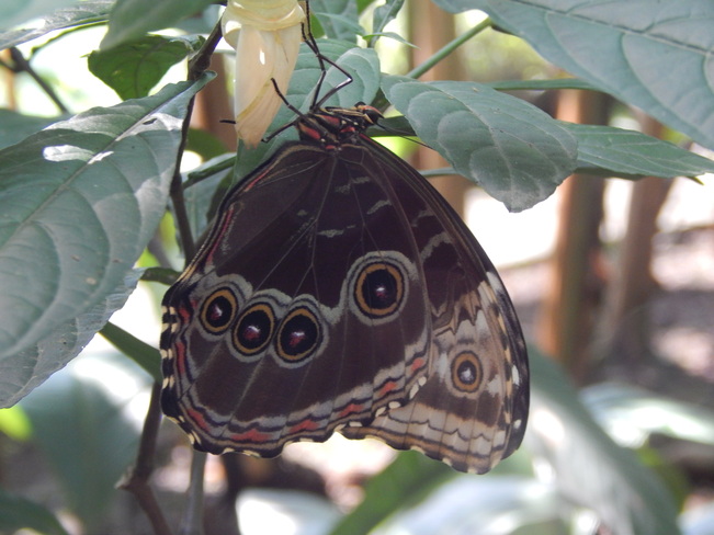 Beautiful Butterfly San José, San José Costa Rica