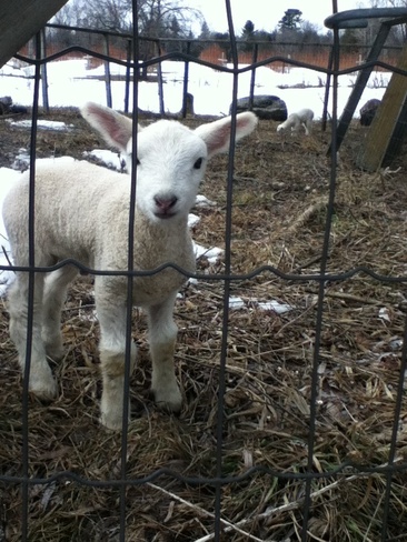 baby sheep Peterborough, Ontario Canada