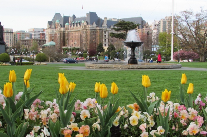 The beauty of Yellow Tulips Victoria, British Columbia Canada