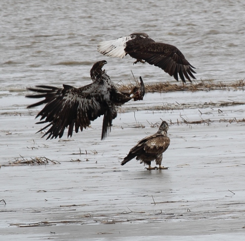 Eagles fighting over fish MacDonald, Manitoba Canada
