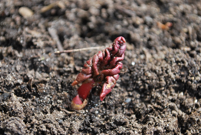 Spring's First Rhubarb....a close-up! Oshawa, Ontario Canada
