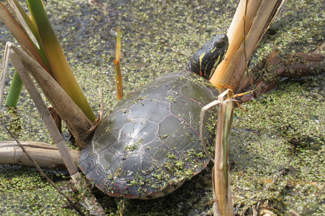 Botanic garden tortoise in action Niagara Falls, Ontario Canada