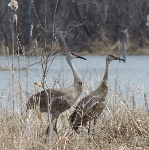 Cranes Seaforth, Ontario Canada