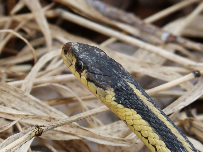 Garter Snake up close Orleans, Ontario Canada