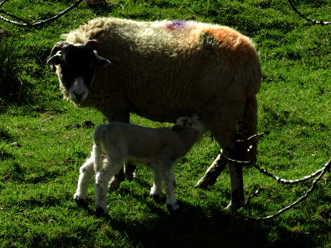Lambing Time in England 