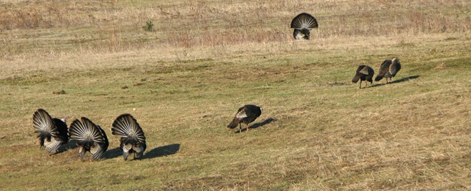 Wild Turkey Courtship Ritual - Part 1 