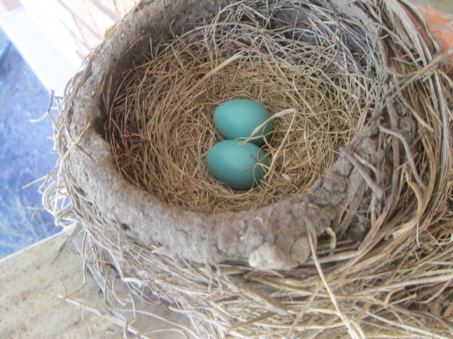 Robin's eggs 