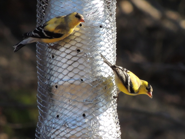 Goldfinch Toronto, Ontario Canada