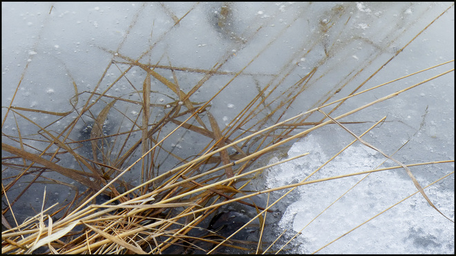 Sheriff Creek, still half frozen pond grasses. Elliot Lake, Ontario Canada