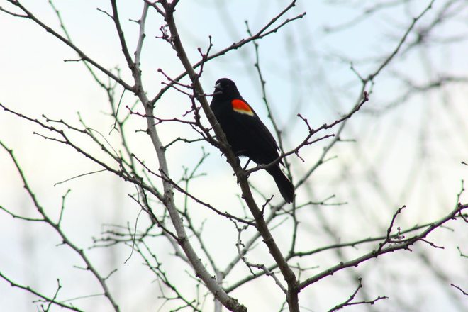 Red Wing Black Bird Hamilton, Ontario Canada