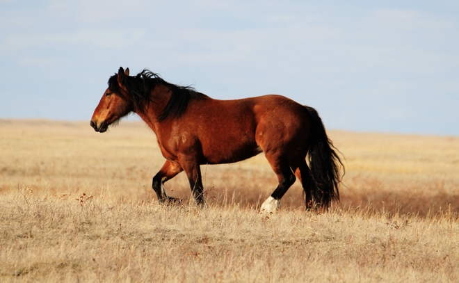 horse on opem range Brooks, Alberta Canada