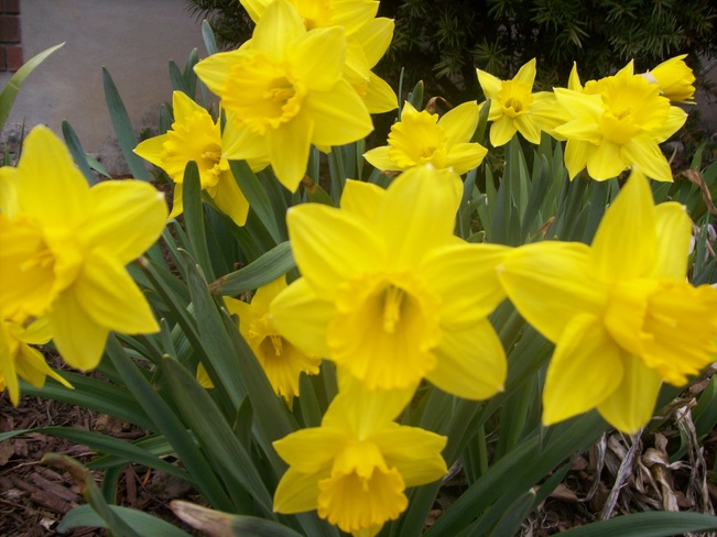 daffodils in Bloom Belleville, Ontario Canada