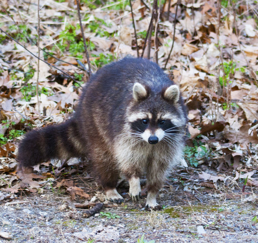 Brave Raccoon Leamington, Ontario Canada