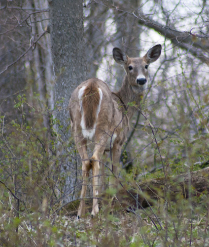 Point Pelee Deer Leamington, Ontario Canada