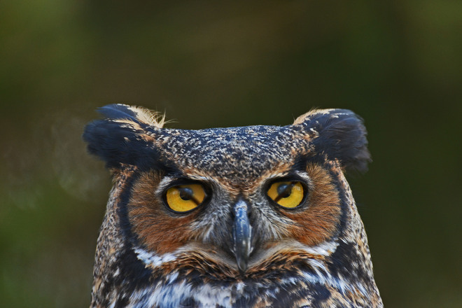 Owl Blinkers 