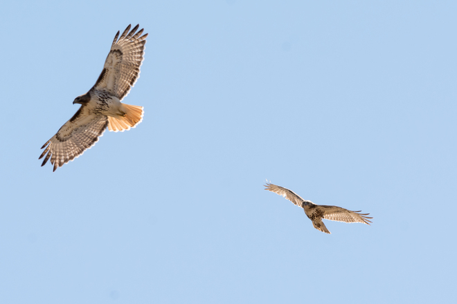 Red-Tailed Hawks Hunting at Lemoines Point Kingston, Ontario Canada