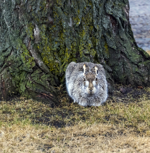 Hare under the Elm Brandon, Manitoba Canada