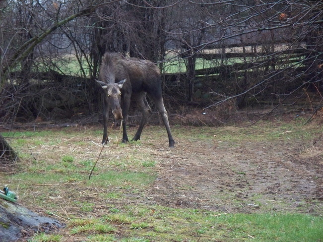Moose in my Garden Peterborough, Ontario Canada
