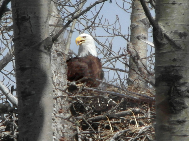 Bald Eagle Edson, Alberta Canada