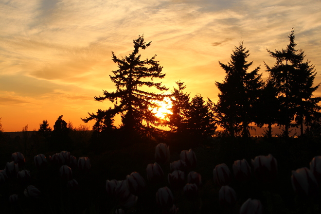 tulips & sunset Vancouver, British Columbia Canada