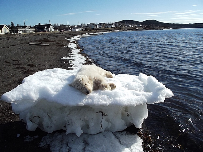 Basking in the sun Birchy Bay, Newfoundland and Labrador Canada