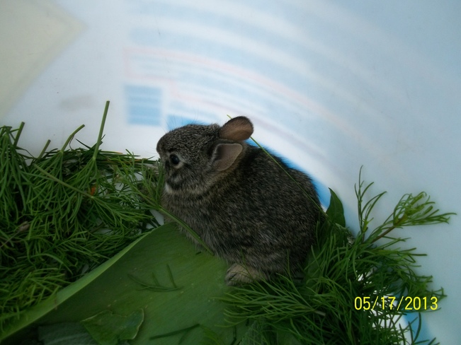 Fluffy Baby Bunny Allentown, Pennsylvania United States