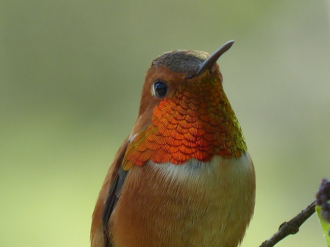 sweet hummingbird Grand Forks, British Columbia Canada