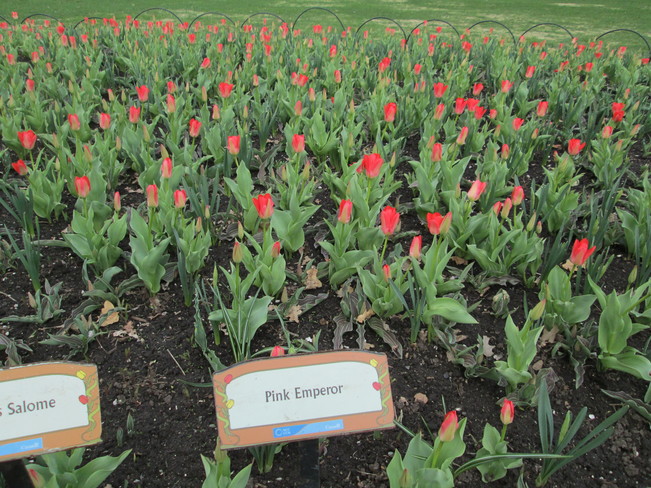 tulips @Dows Lake, Ottawa Ottawa, Ontario Canada