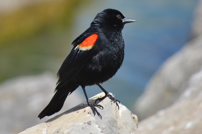 Male Red Winged Blackbird! St. Catharines, Ontario Canada